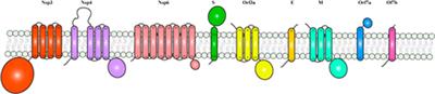 Structural Characterization of SARS-CoV-2: Where We Are, and Where We Need to Be